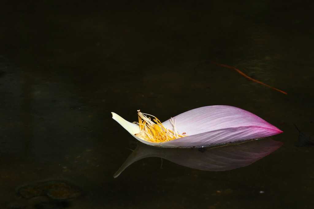 行方は… by zinn （ID：13113019） - 写真共有サイト:PHOTOHITO