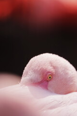 flamingo