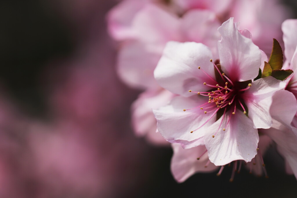 アーモンドの花