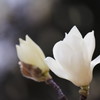 白木蓮