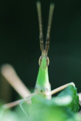 ロングフェイスに癒される～
