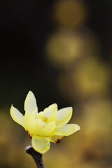 蝋梅