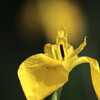 黄菖蒲