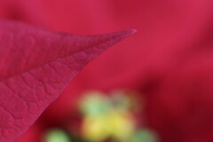 poinsettia