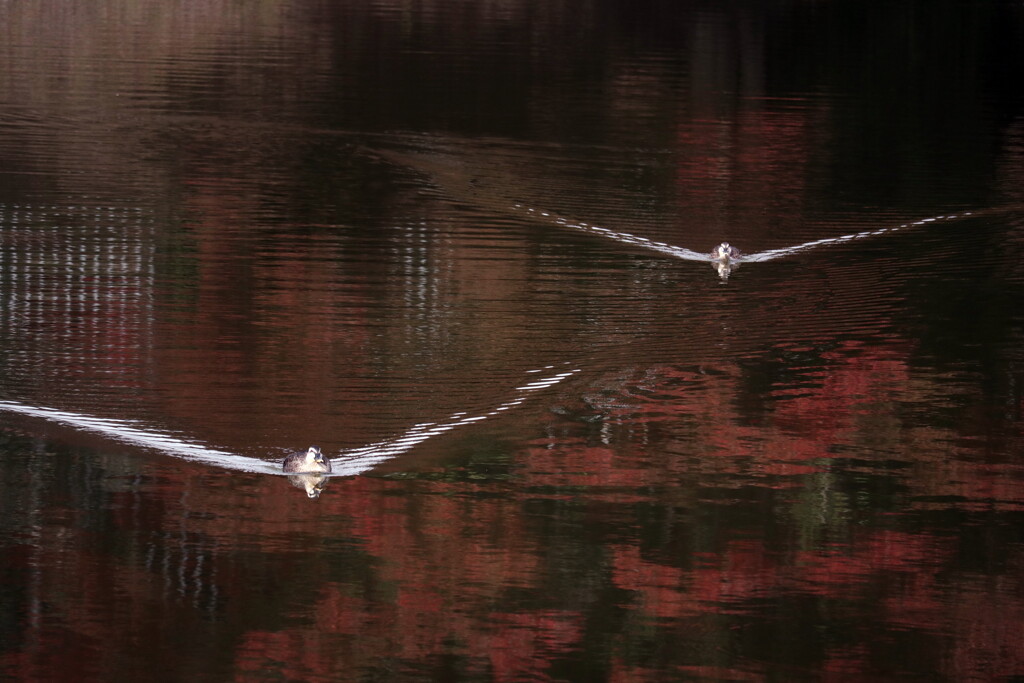 秋色の水面