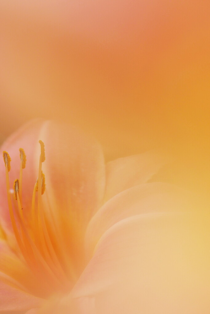 hemerocallis