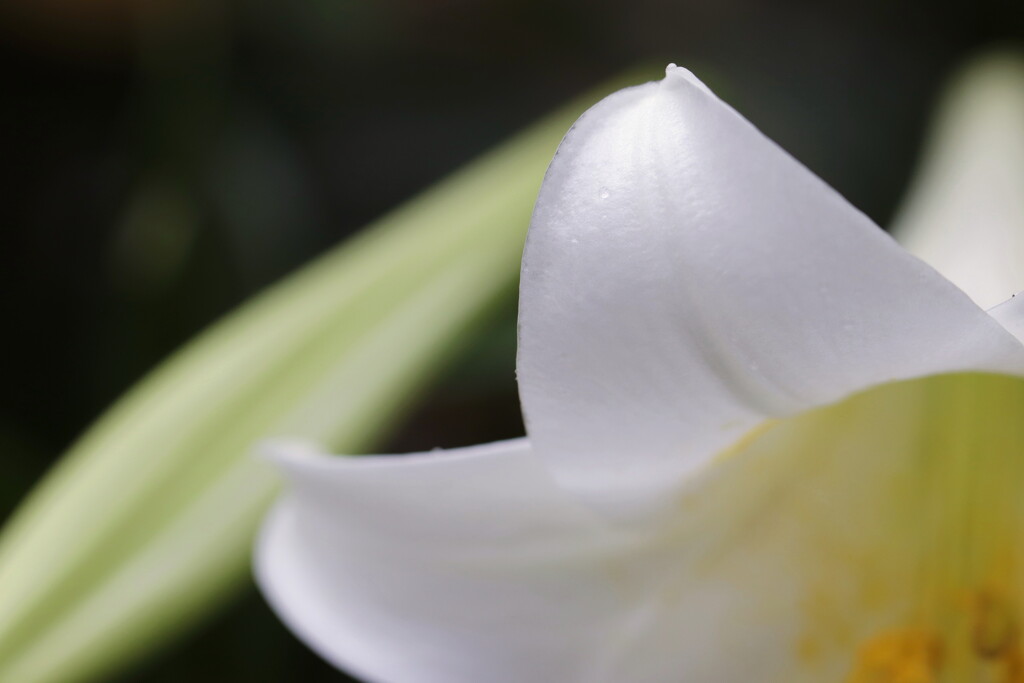百合