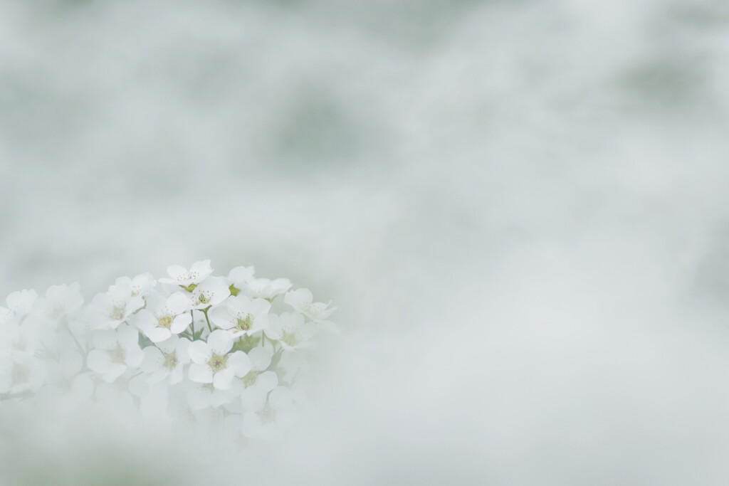 雪柳