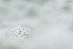 雪柳