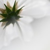 cosmos