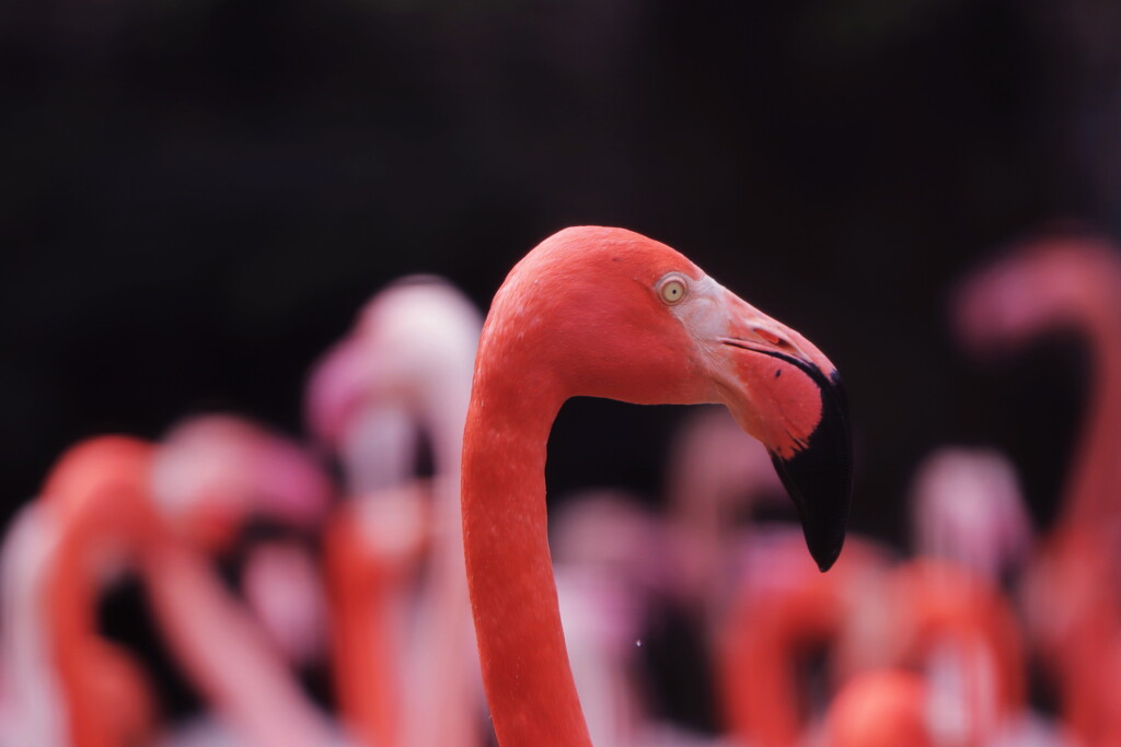 flamingo