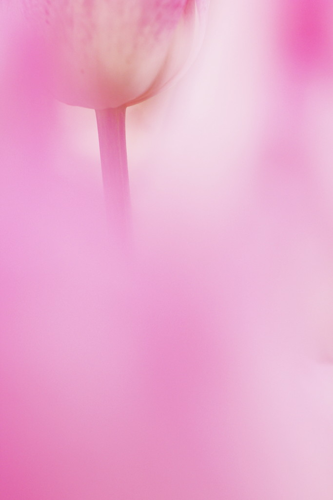 tulip