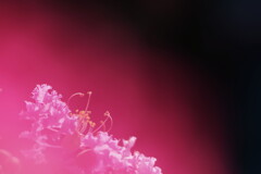 百日紅
