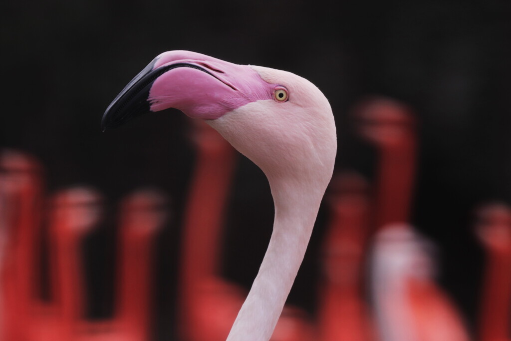 flamingo