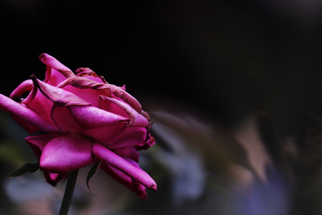 夏の終わりの薔薇