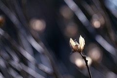 枯