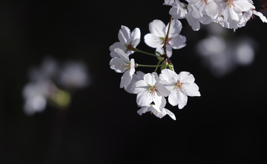 白い桜
