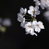 白い桜
