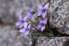 菫