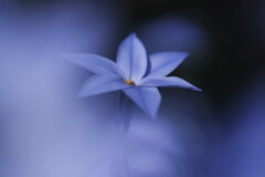 ハナニラ