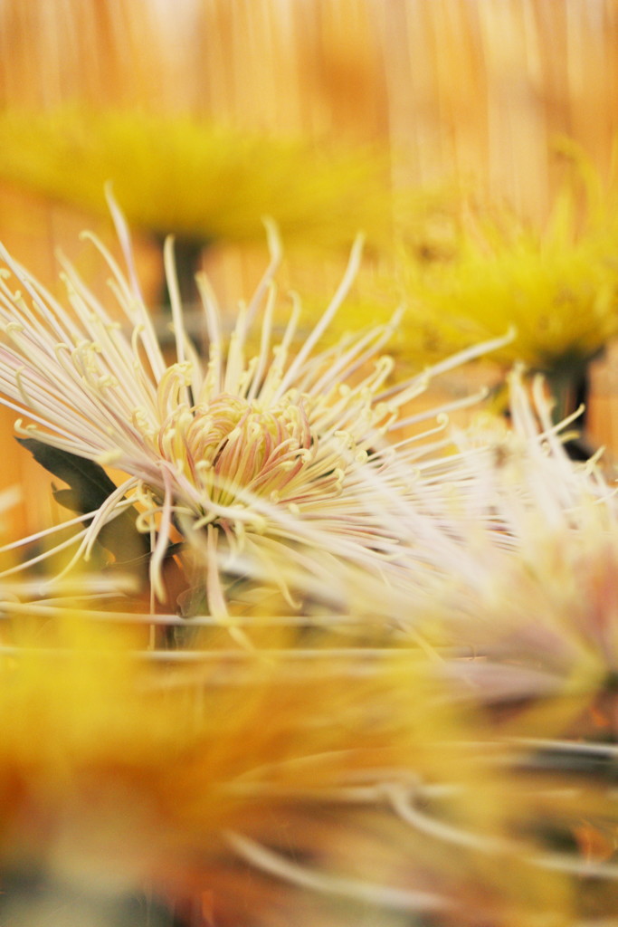 菊