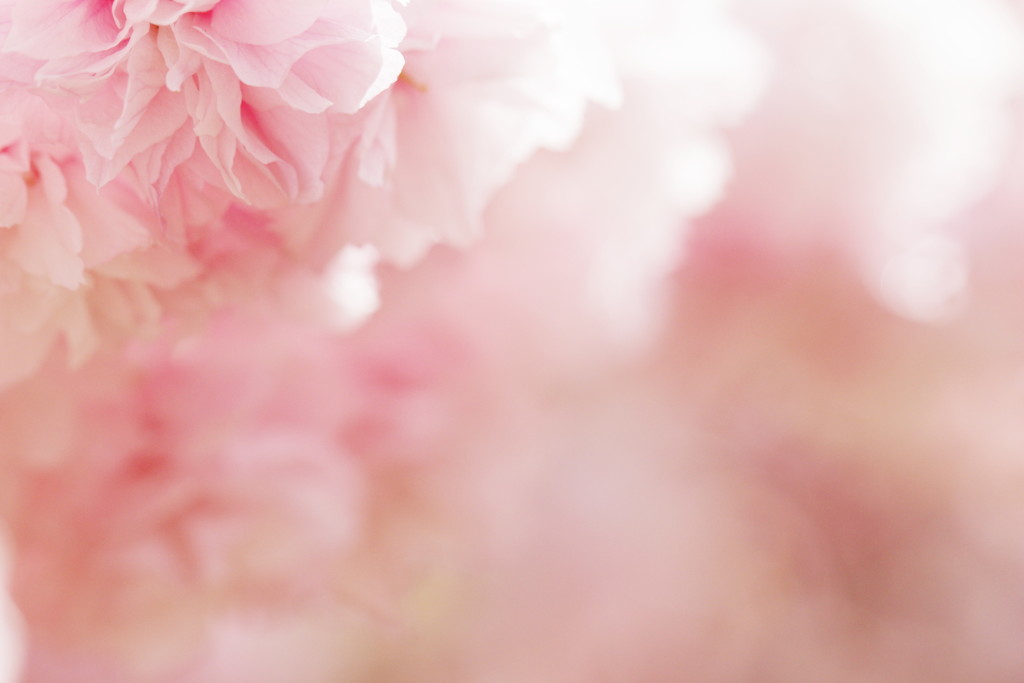 八重桜