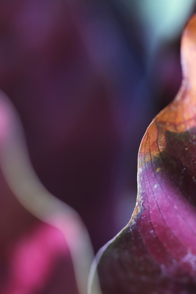 leaf