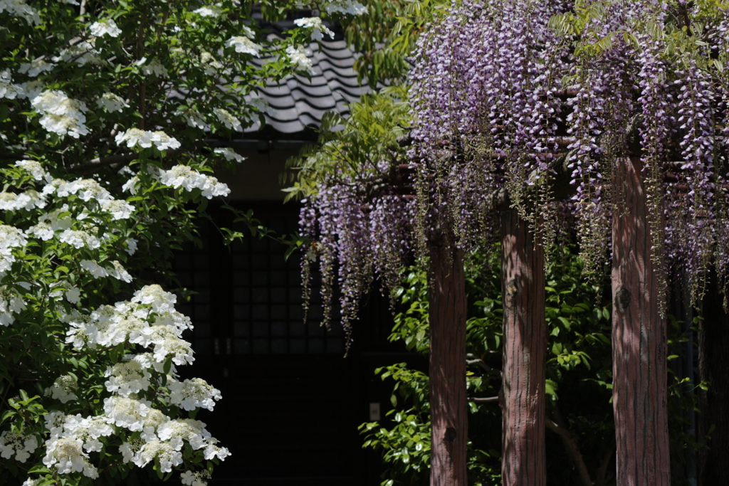 瓊花