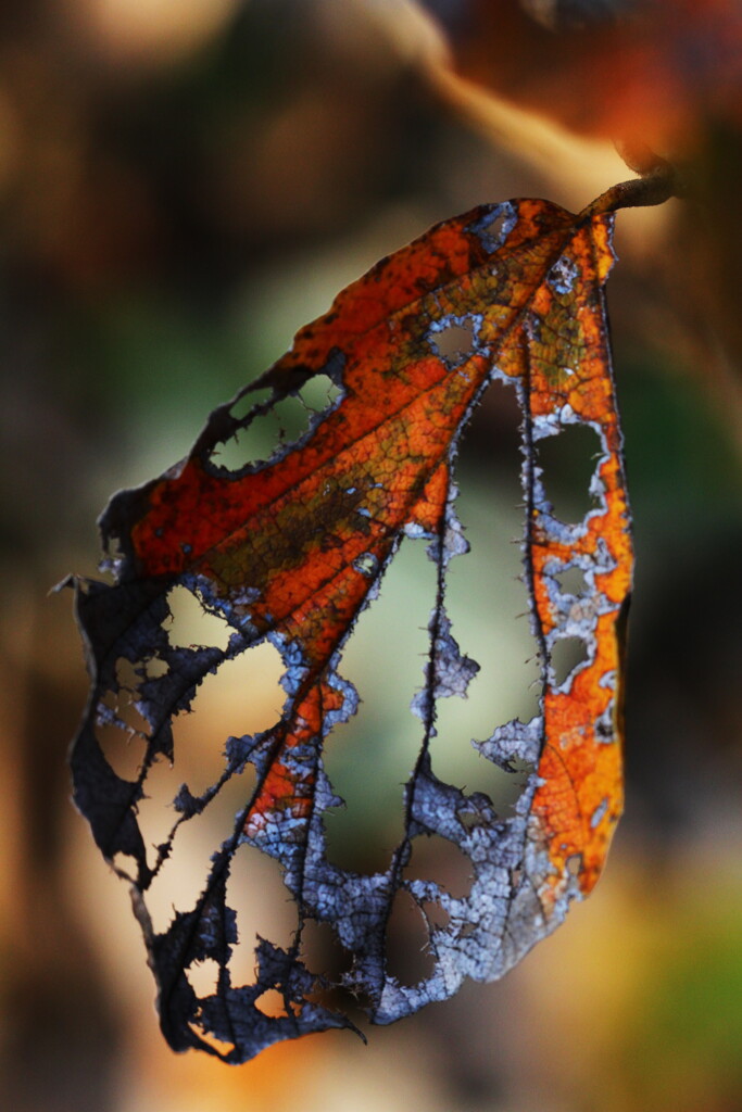 autumn leaf