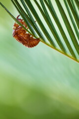 抜け殻