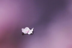桜散花