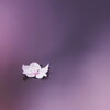 桜散花