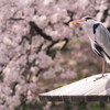 さくら色に青