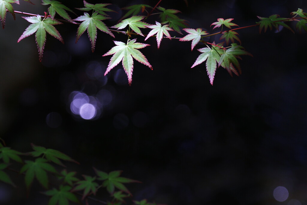 青椛