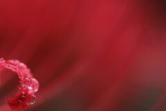 Drops