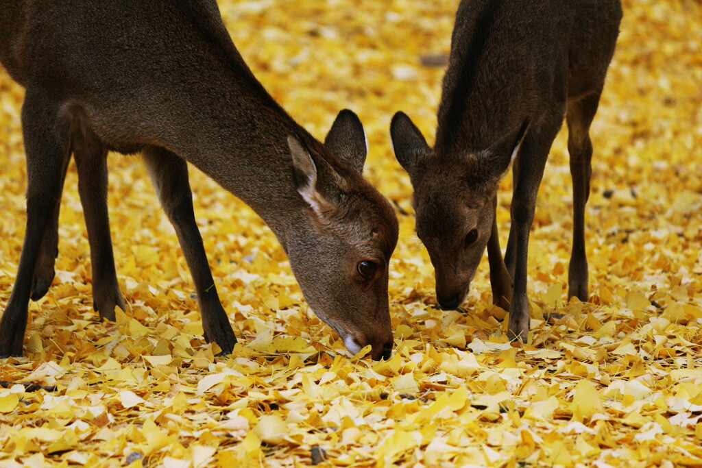 晩秋奈良公園