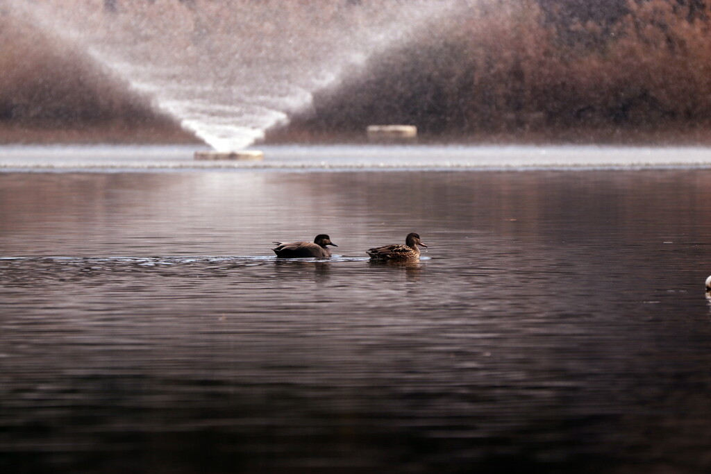 冬の噴水