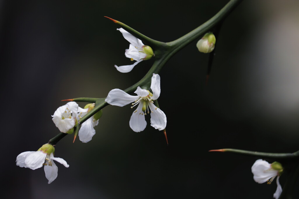 枸橘の花