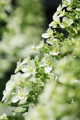 柏葉紫陽花