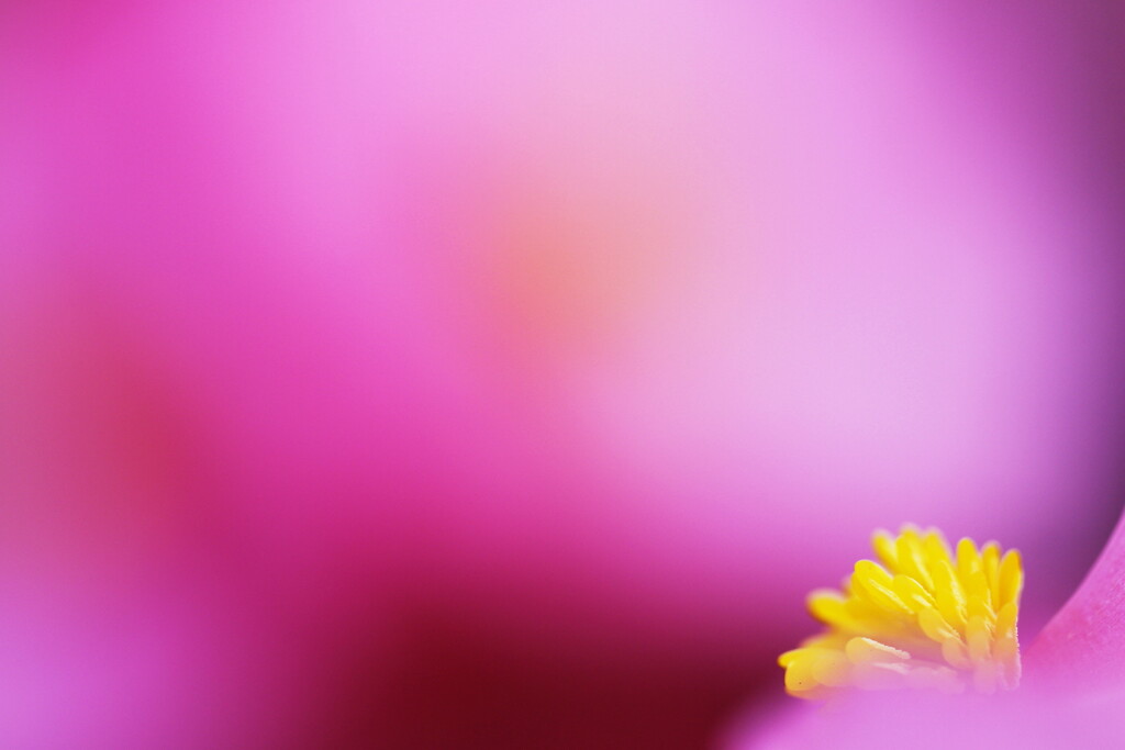 begonia