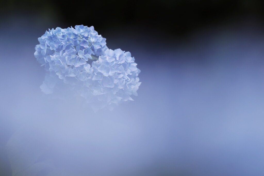 紫陽花