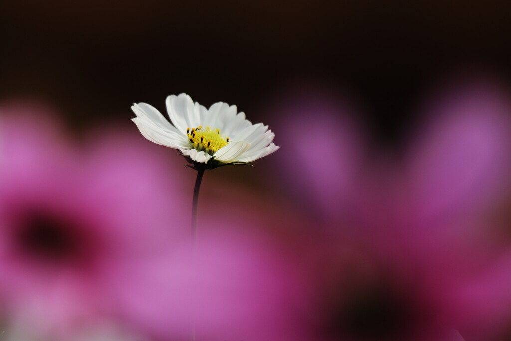 cosmos
