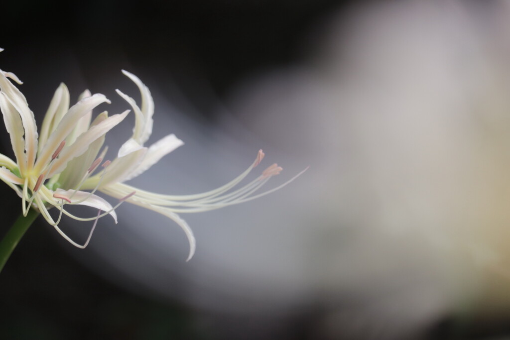 白花曼珠沙華