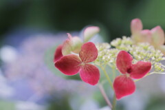 紫陽花