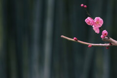 竹林と梅