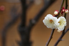 梅