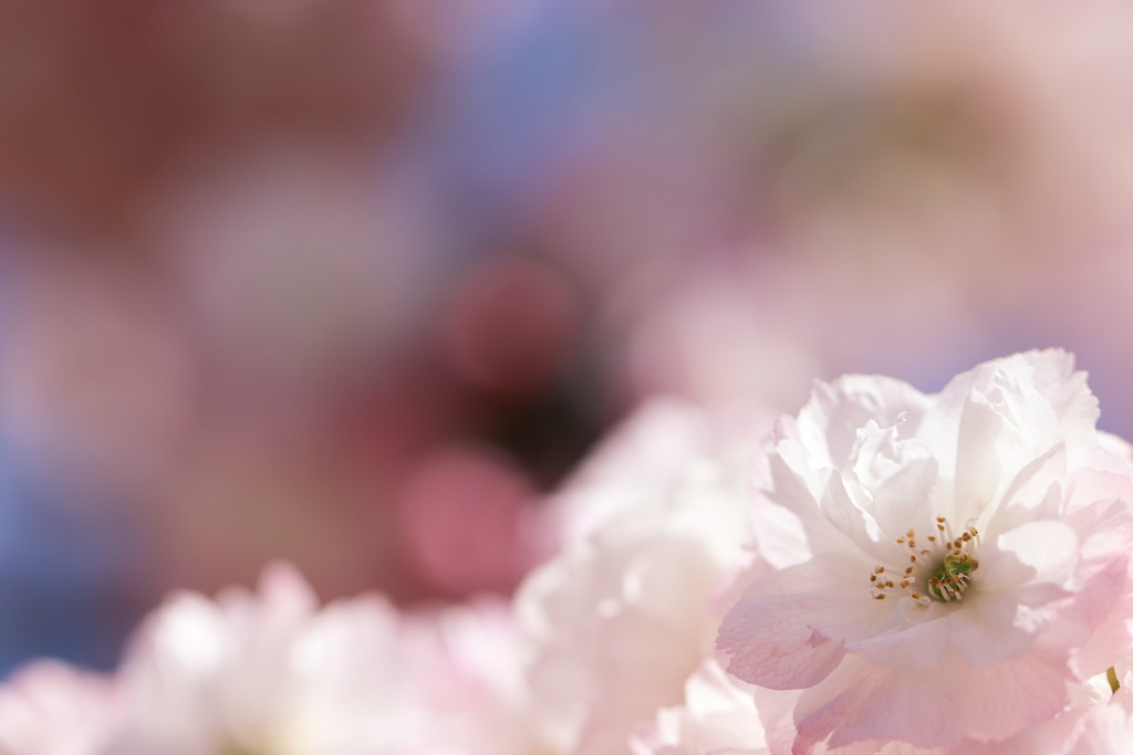 八重桜