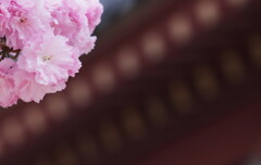 八重桜
