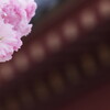 八重桜