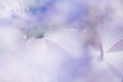 紫陽花